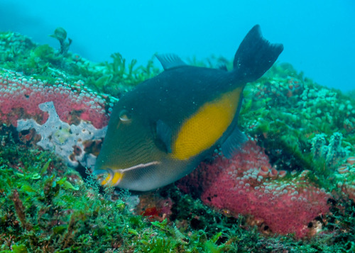 Orangeside triggerfish (Sufflamen verres) — Balistidae