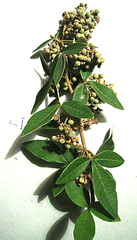 Searsia tomentosa