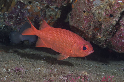 Panamic soldierfish (Myripristis leiognathus) — Holocentridae