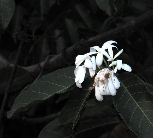Bungo (Saba comorensis)