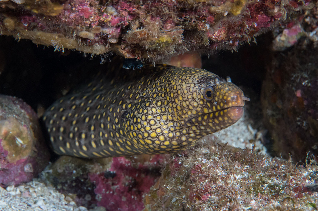 Photo of Golden-speckled Moray (Muraena lentiginosa)