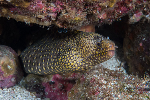 Photo of Golden-speckled Moray (Muraena lentiginosa)