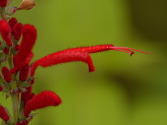 Salvia cinnabarina
