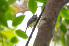 Pogonotriccus ophthalmicus