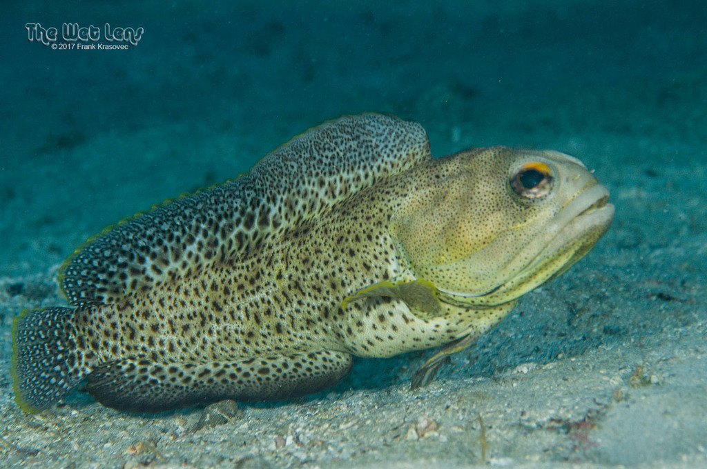 Finespotted jawfish (Opistognathus punctatus) — Opistognathidae