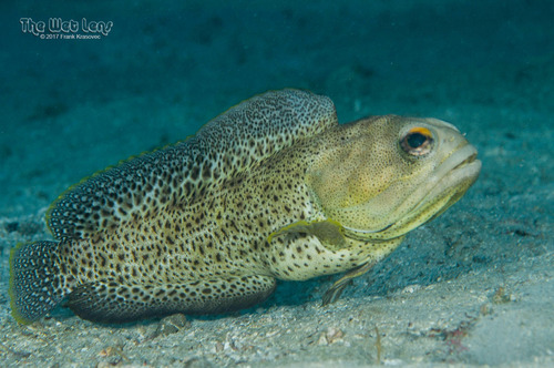 Finespotted jawfish (Opistognathus punctatus) — Opistognathidae