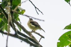 Myiopagis olallai