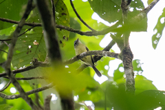 Pogonotriccus ophthalmicus