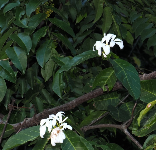 Saba comorensis, photograph 1