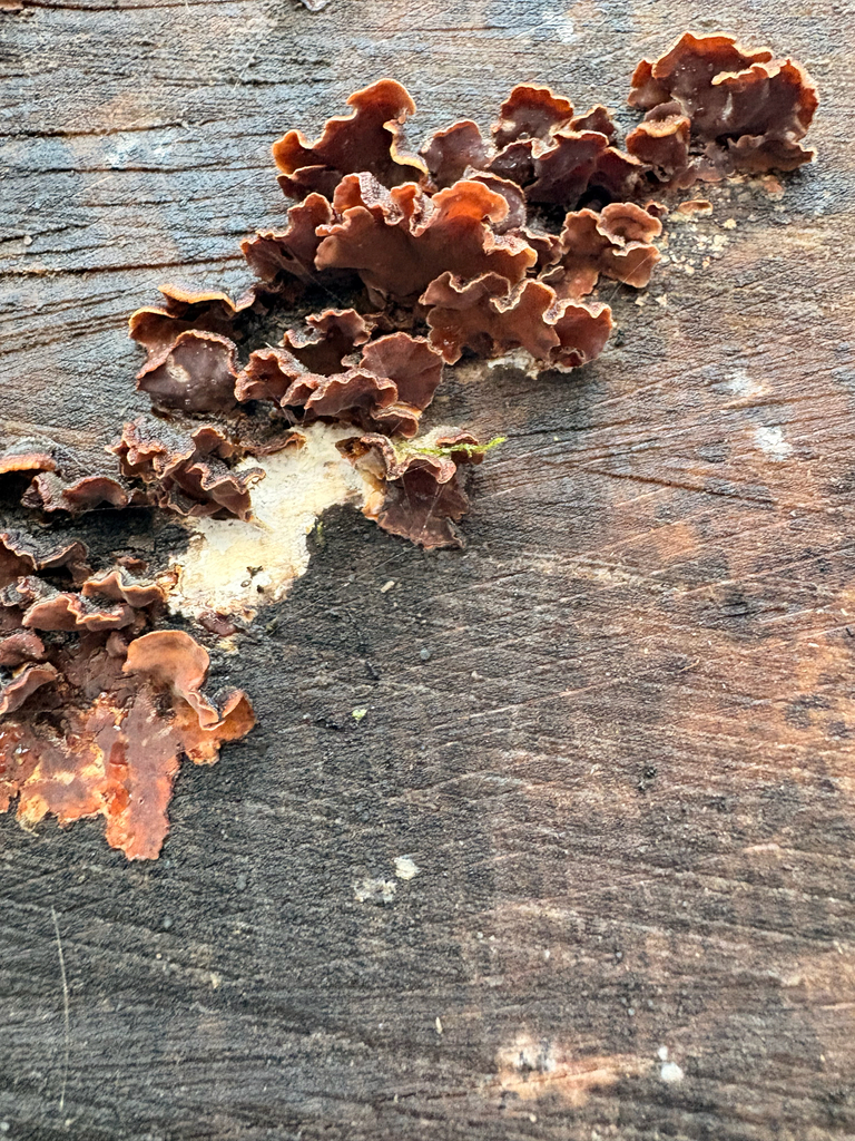 Stereum gausapatum