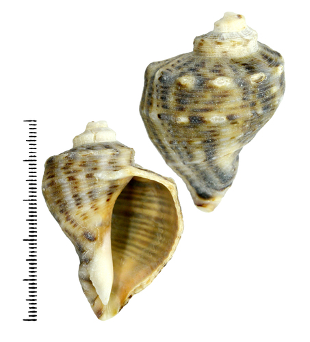 Veined Rapa Whelk