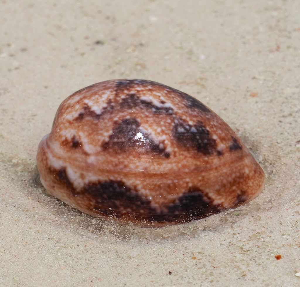 Ampulle bubble
