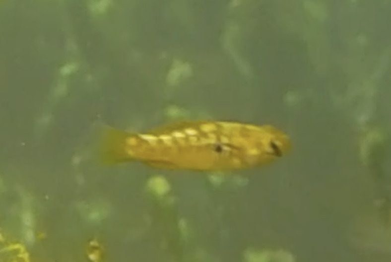 Progreso Flagfish