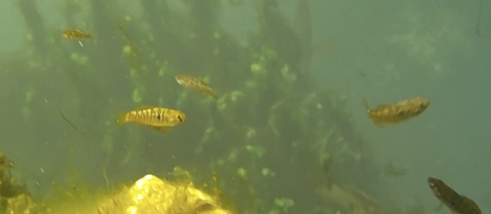 Progreso Flagfish photo 2