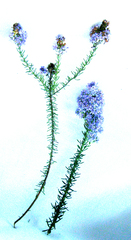 Selago villicaulis