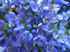 Selago villicaulis