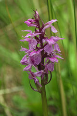 Dactylorhiza traunsteineri