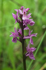 Dactylorhiza traunsteineri