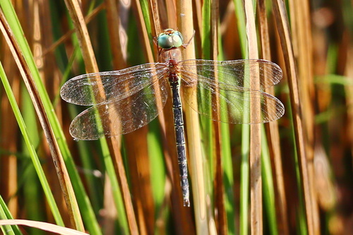 Gynacantha apicalis