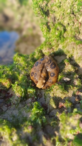 Aplysia dactylomela