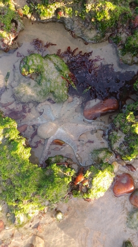 Octopus insularis