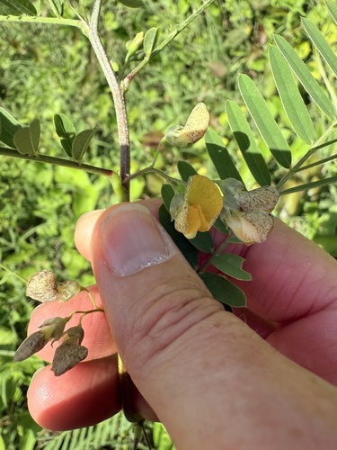 Sesbania sericea observed 2025-12-05