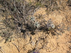 Euphorbia nicaeensis