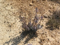 Euphorbia nicaeensis