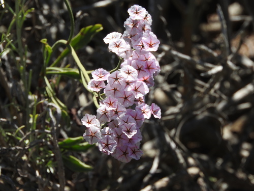 Large Sea-Lavender (Limonium peregrinum)