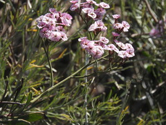 (c) Noeleen du Toit, some rights reserved (CC BY-SA) Limonium peregrinum, photograph (c) Noeleen du Toit, some rights reserved (CC BY-SA)