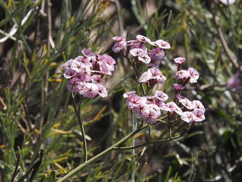 Limonium peregrinum, photograph 6