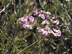 Limonium peregrinum, photograph (c) Noeleen du Toit, some rights reserved (CC BY-SA)