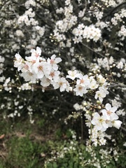 Angiospermae