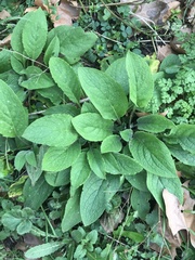 Pentaglottis sempervirens