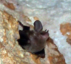 Macrotus waterhousii