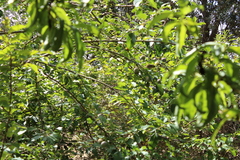 Acanthiza pusilla