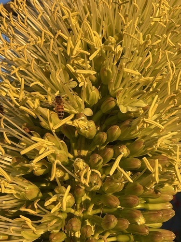 Bee