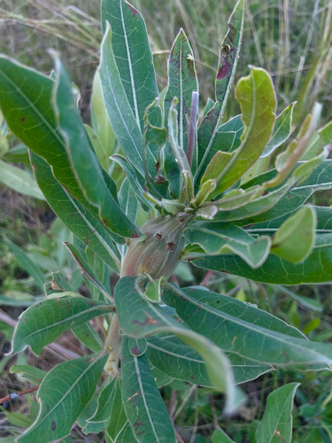 silver terminalia