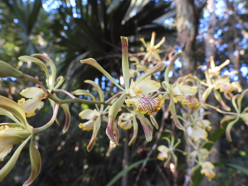 Encyclia alata, photograph 5