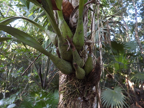 Encyclia alata, photograph 6