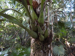 Encyclia alata, photograph (c) Sebastián de Jesús Herrera Buenfil, some rights reserved (CC BY)