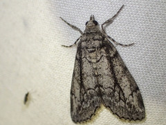 Smyriodes trigramma