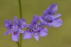 Moraea inclinata