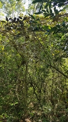 Chrysophyllum