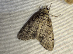 Smyriodes trigramma