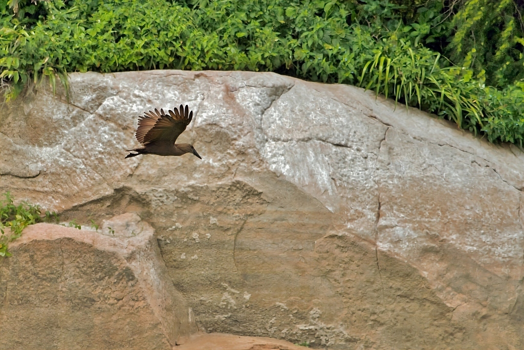 Hamerkop (Scopus umbretta), photo 1