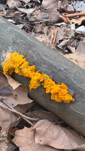 Golden Jelly Fungus