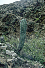 Trichocereus tacaquirensis