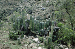 Trichocereus tacaquirensis