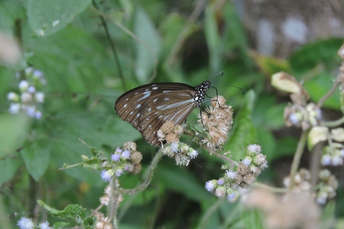 Photo of Nilgiri Tiger (Parantica nilgiriensis)